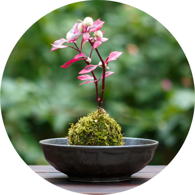 盆栽や生花を飾る際に